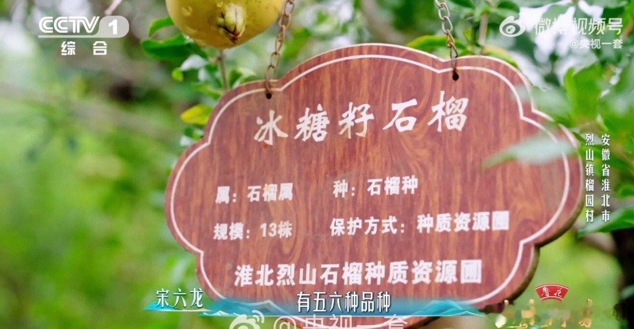 这个村石头缝里种出几十种石榴 从荒芜石头山到国家地理标志产品，安徽榴园村完成了一