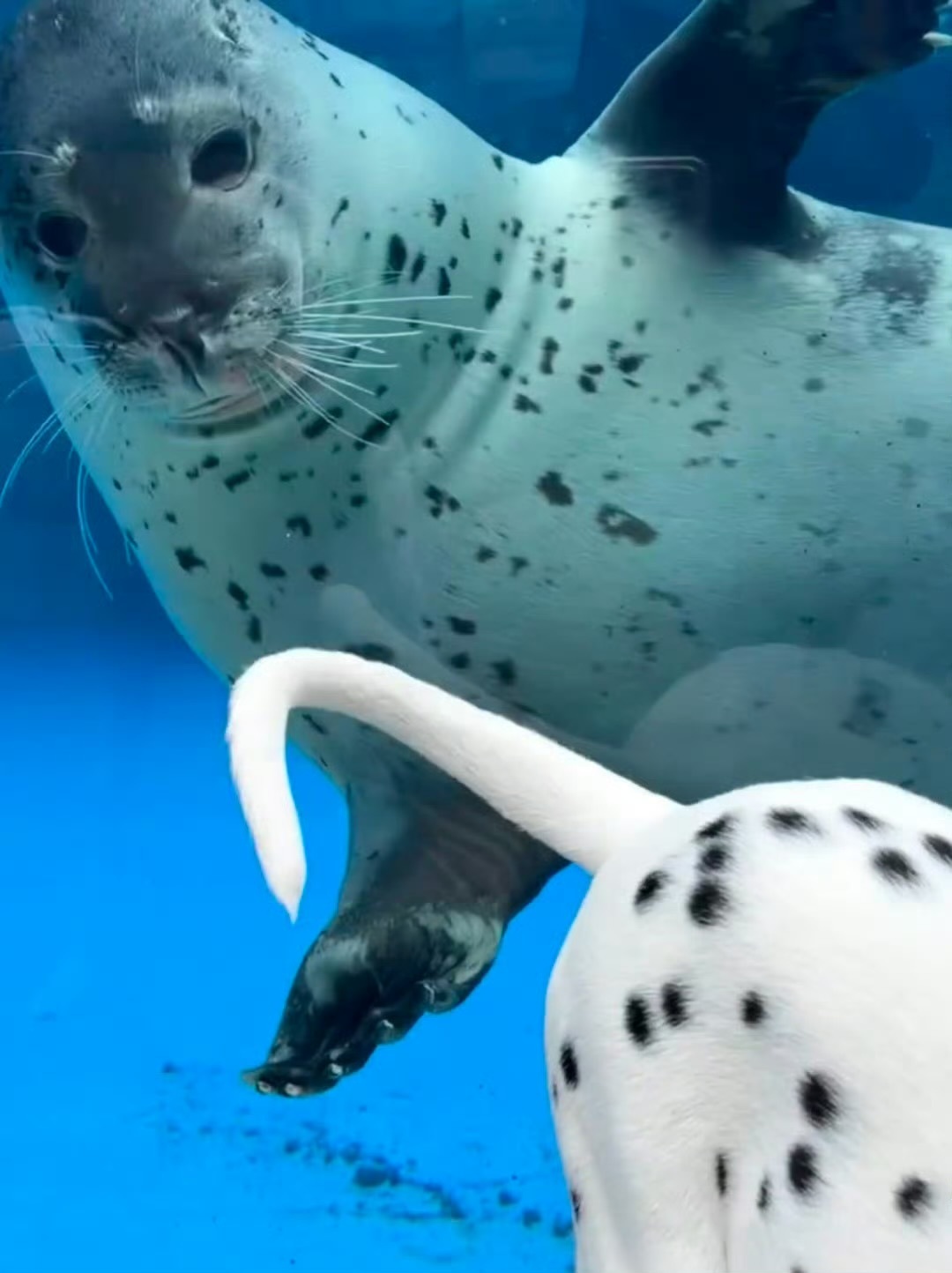 海里小狗和陆地小狗史诗级会面海里小狗和陆地小狗史诗级会面！！ 