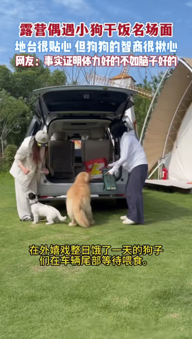 杭州露营地里金毛智商上大分杭州的狗子精神状态有点说法 看出来了，金毛是来露营的，