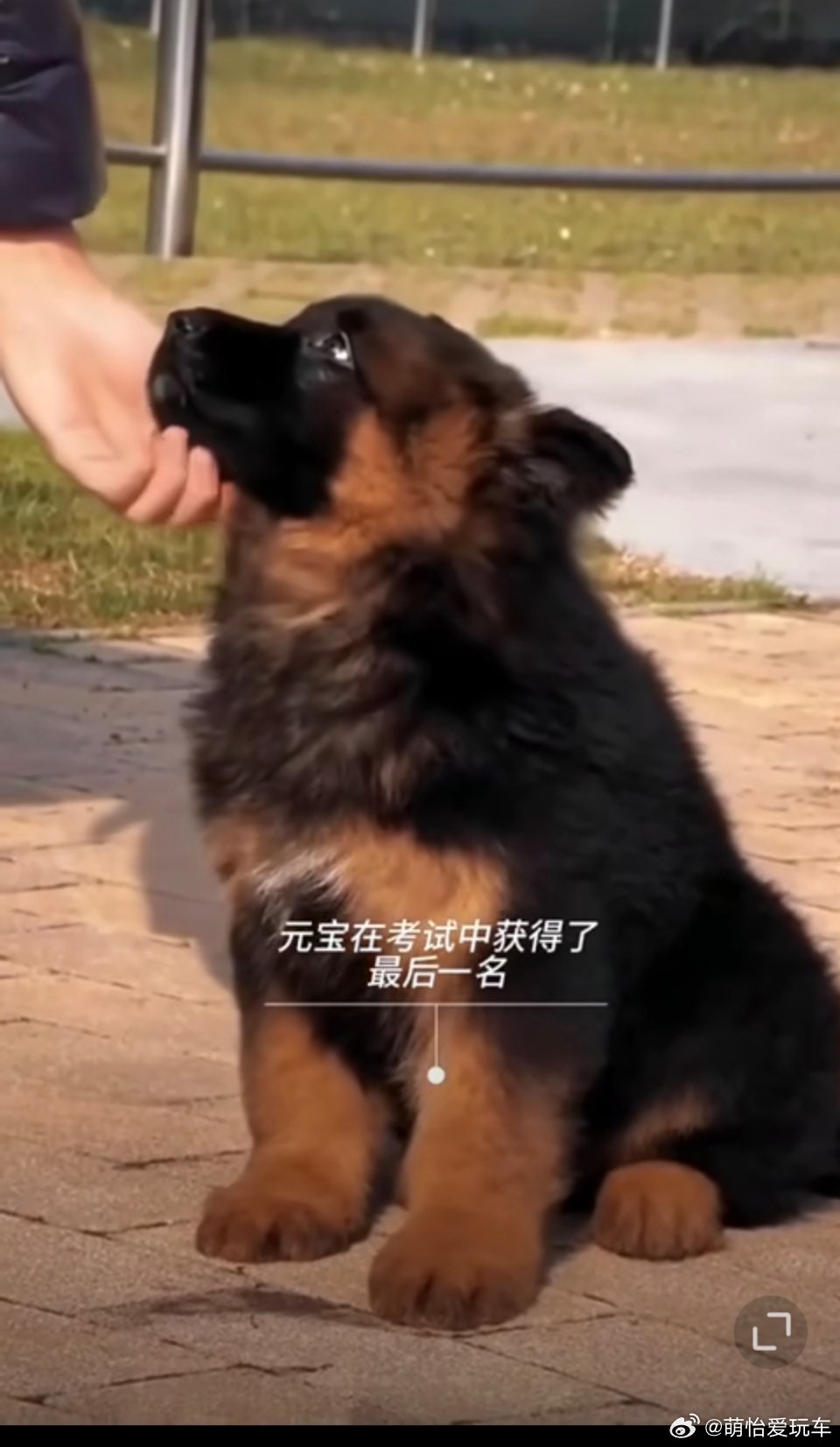 小警犬在考试中得了最后一名 给它也吃鸡腿！好可爱 姨姨给你买 