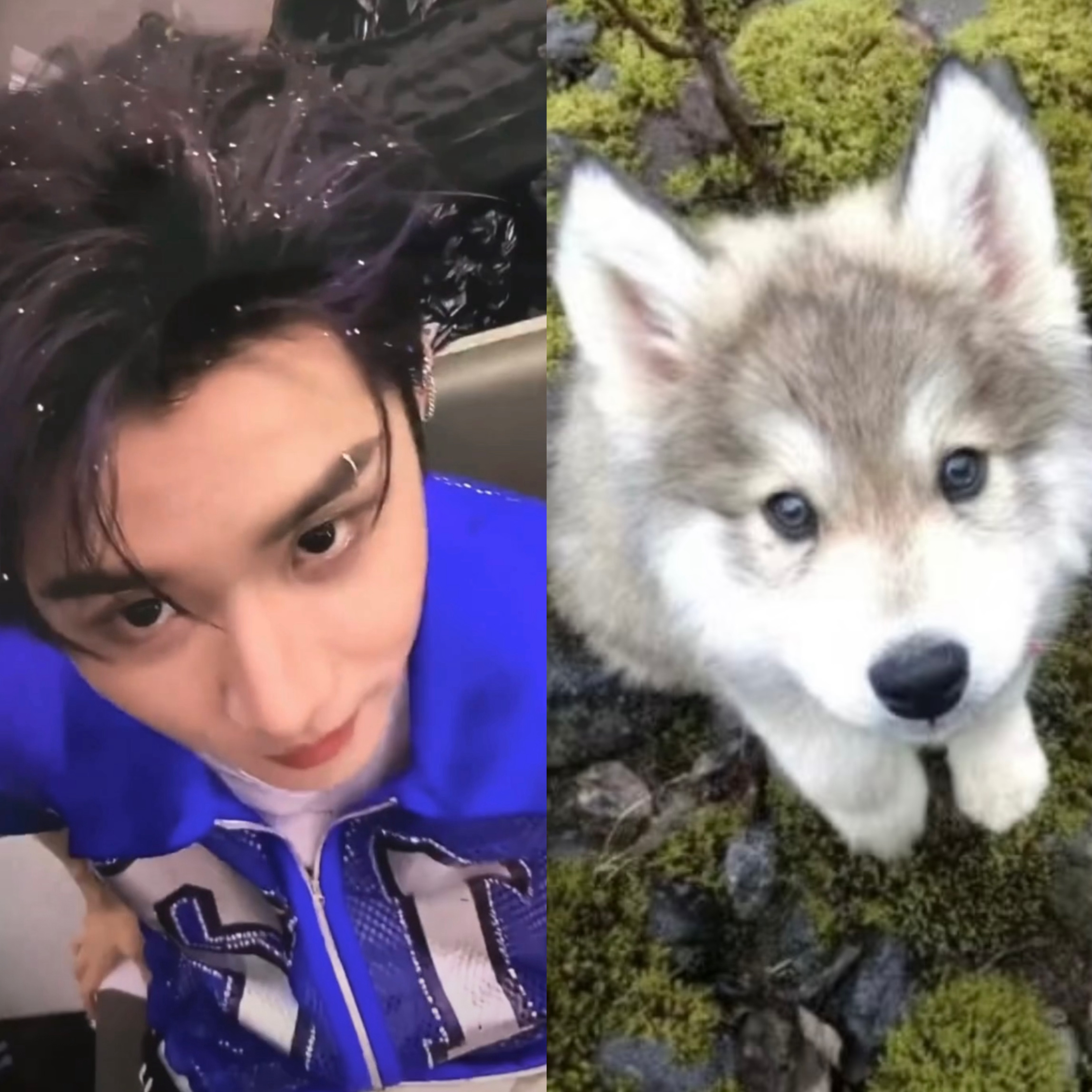 小狗男 
