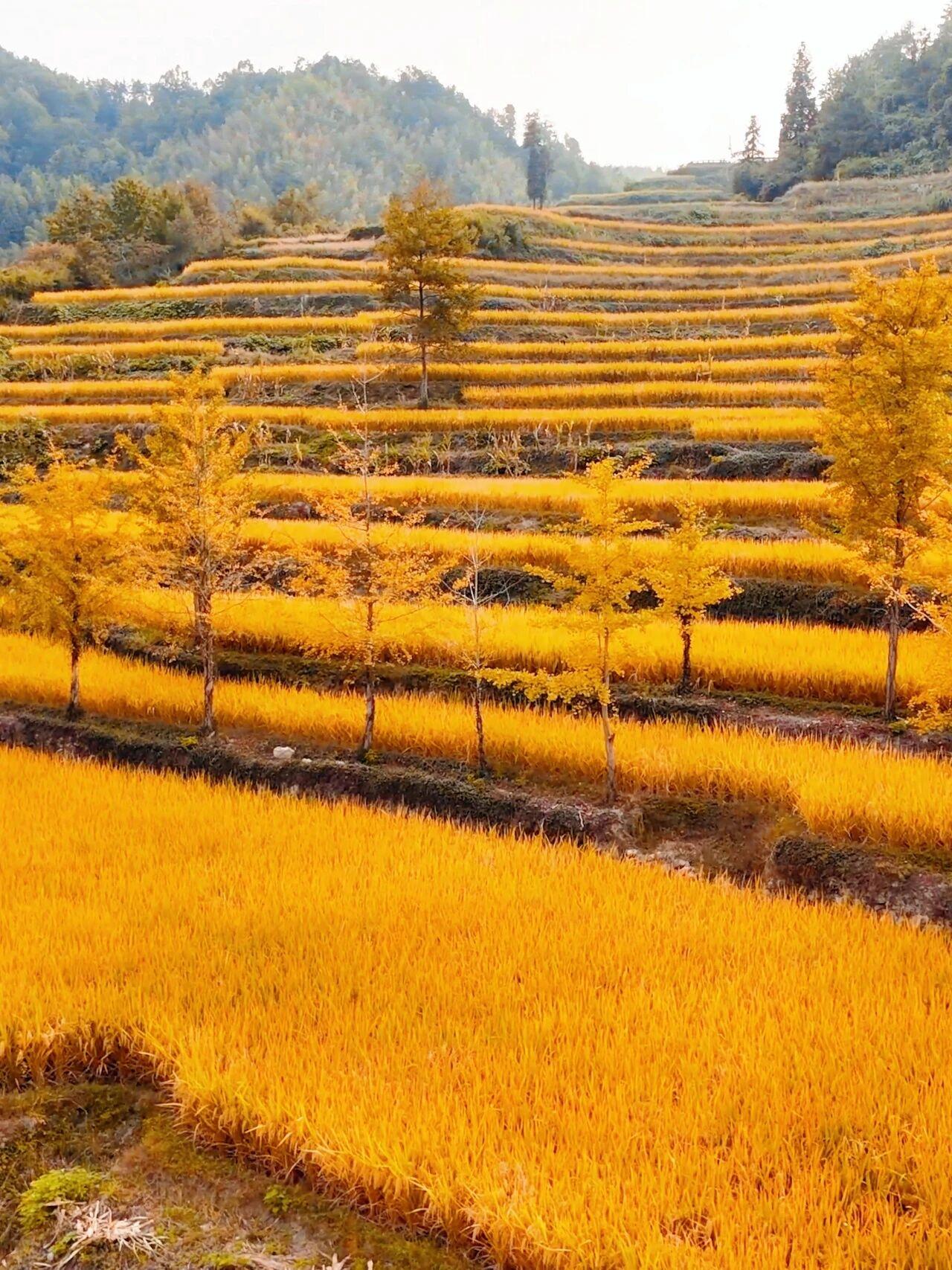 秋意渐浓，风里飘来稻谷的清香
在徽州一隅
大灵山旅游度假区
正悄然上演一场更为磅
