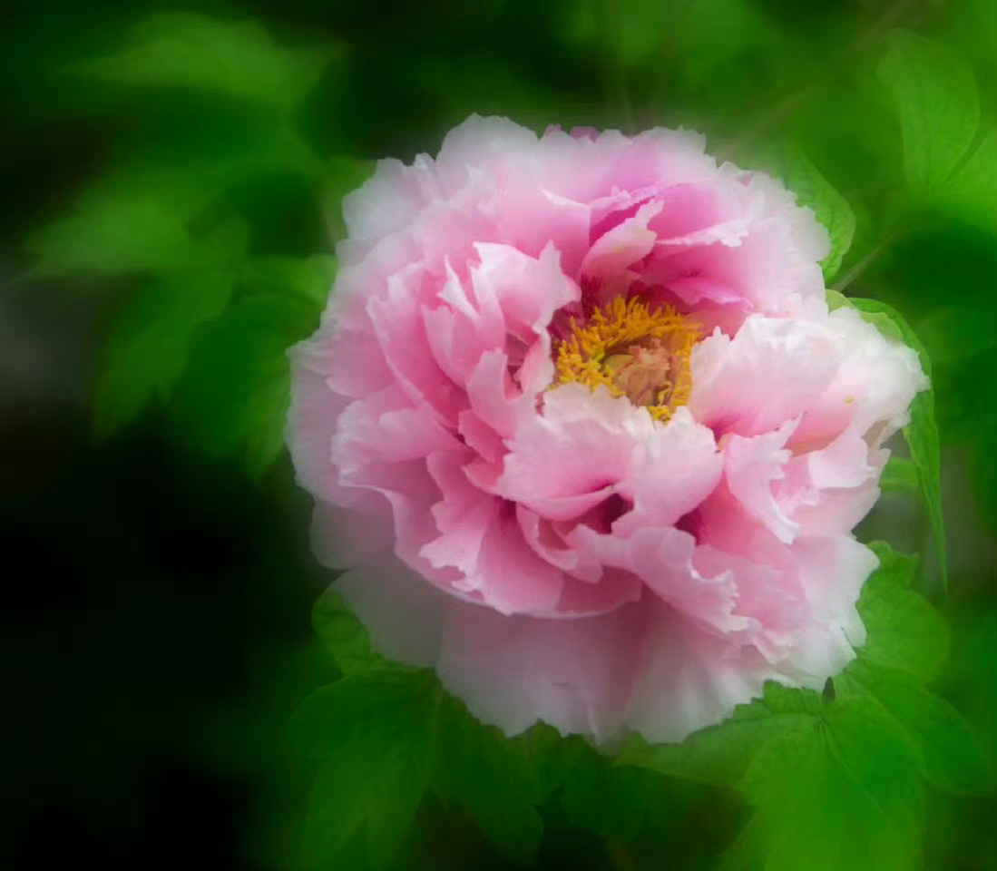 “  转 · 花开运好 …  ” 