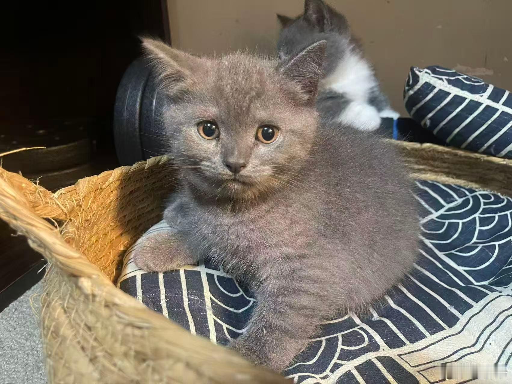 今天的我就像它一样，会很忙。希望忙碌的一天有好运气