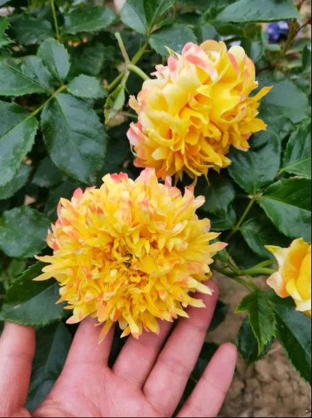 傻傻分不清是月季还是菊花月季cos完烟花又cos菊花 鲜切花市场少见的特色月季“