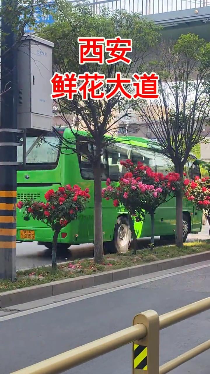 西安鲜花大道。
这个地方是西安丰禾路红庙坡的南边，鲜花盛开的月季花非常的好看，而