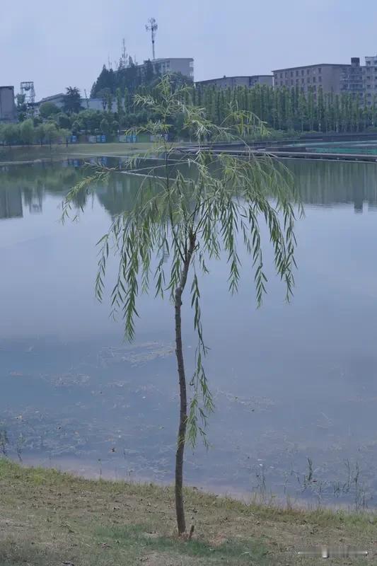 《七律·立夏》乐韵诗心原创诗词:
熏风涨绿过横塘，
水色天光接莽苍。
岸柳垂丝牵