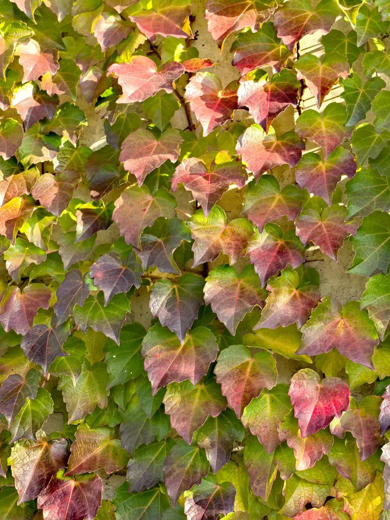 晒图笔记大赛顽皮的树叶🍃，也是多采多姿的，来吧，玩叶子，很好玩的！[笑哭][笑