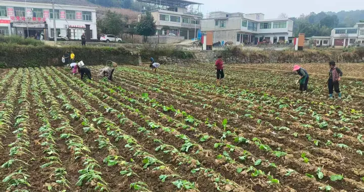 黔西：科技助力秋冬油菜播种 筑牢粮油稳产防线