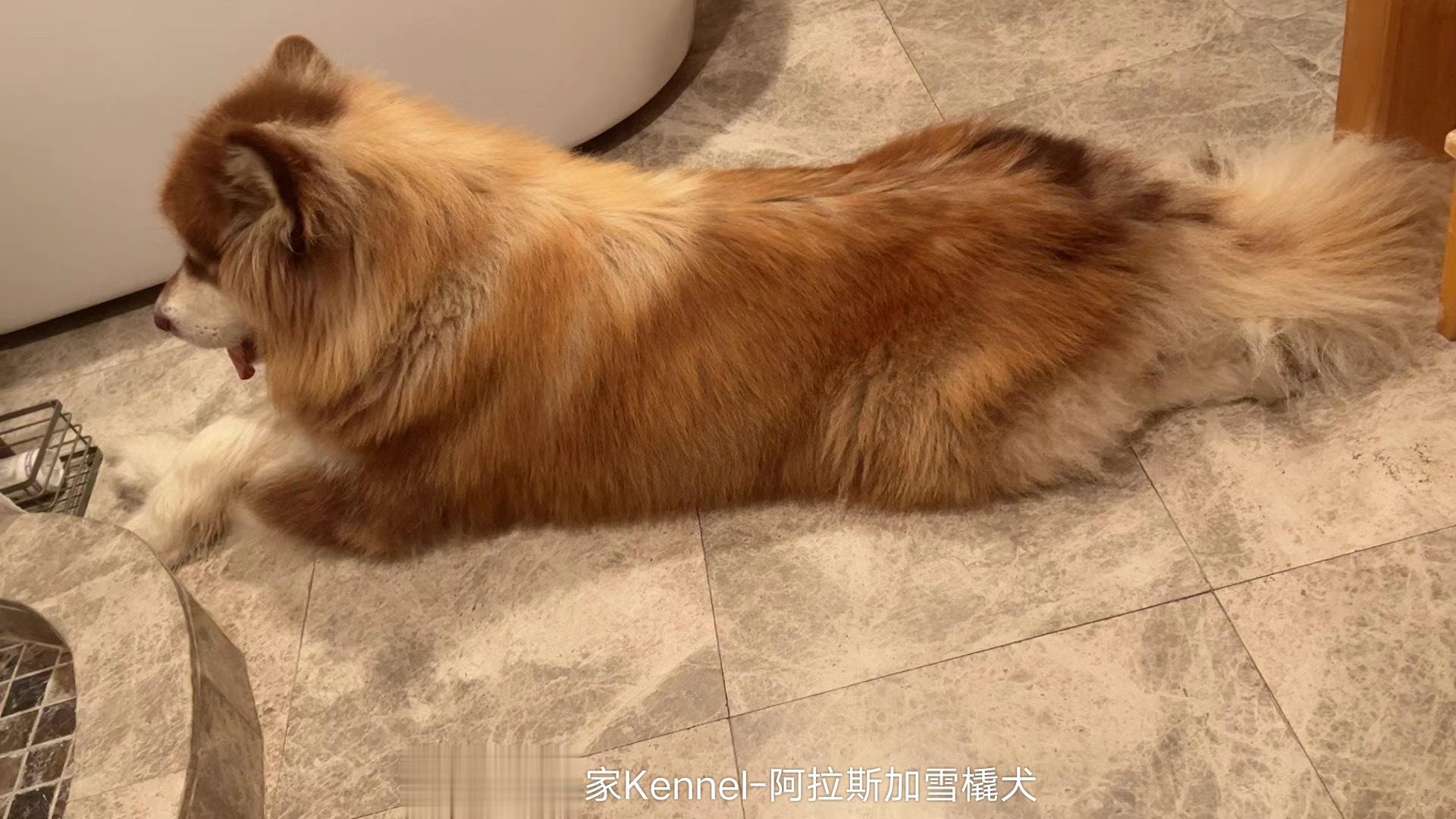阿拉斯加铜锅 生活在美国… 【客户回访】 ​​​