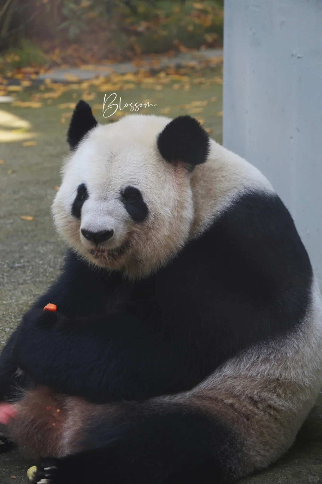 241022 思缘阿姨20岁生日快乐