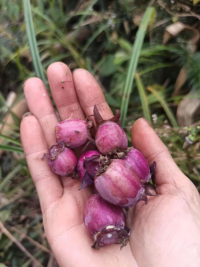 这是什么水果啊