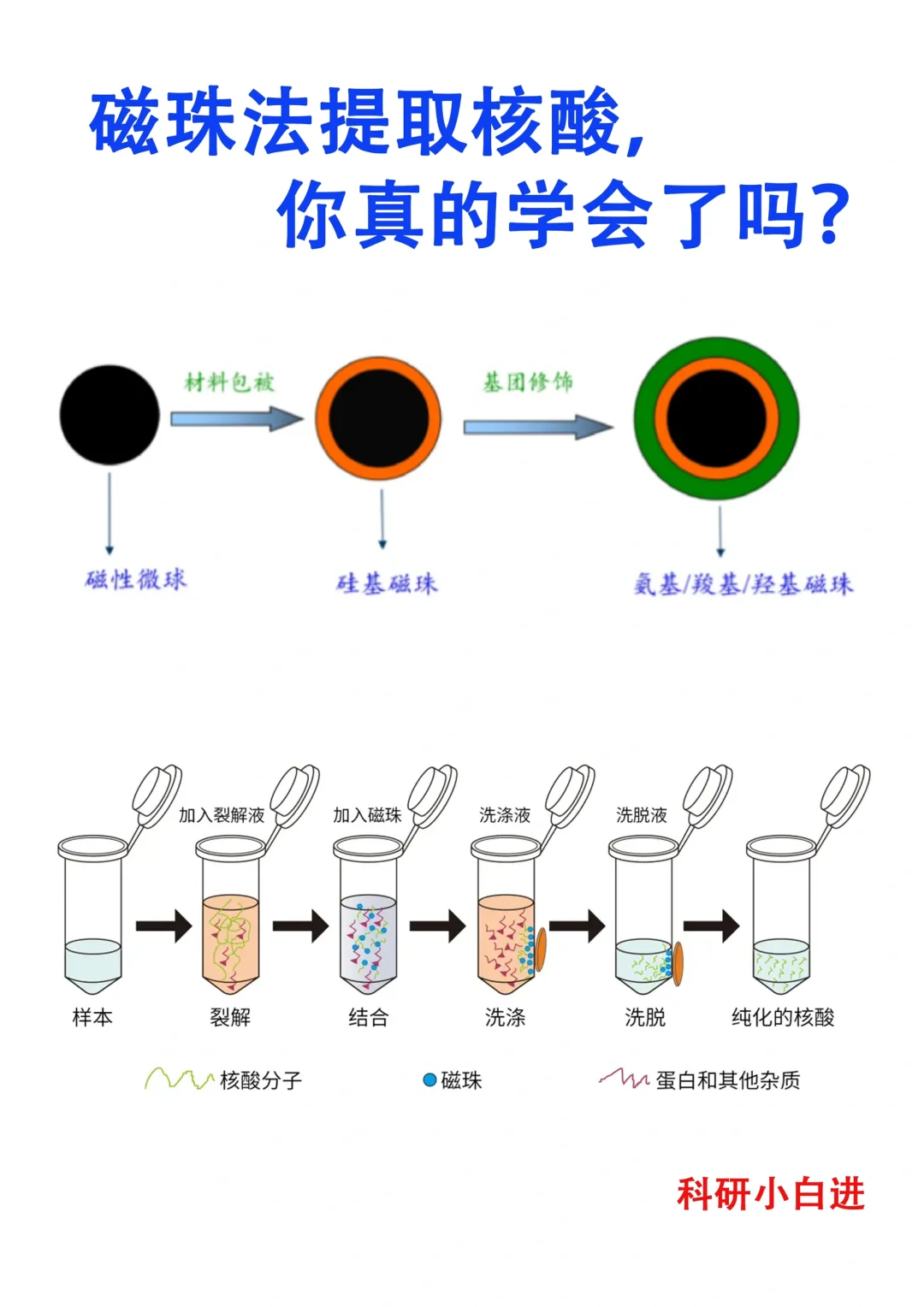 🔥五分钟学会用磁珠法提取核酸