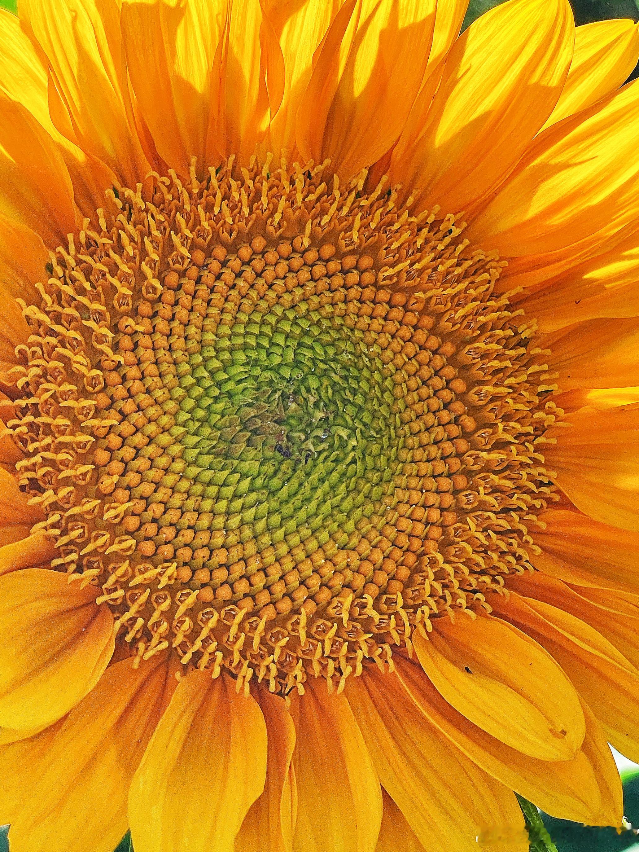 即将绽放的北京奥森百亩向日葵花园🌻摄影​​​