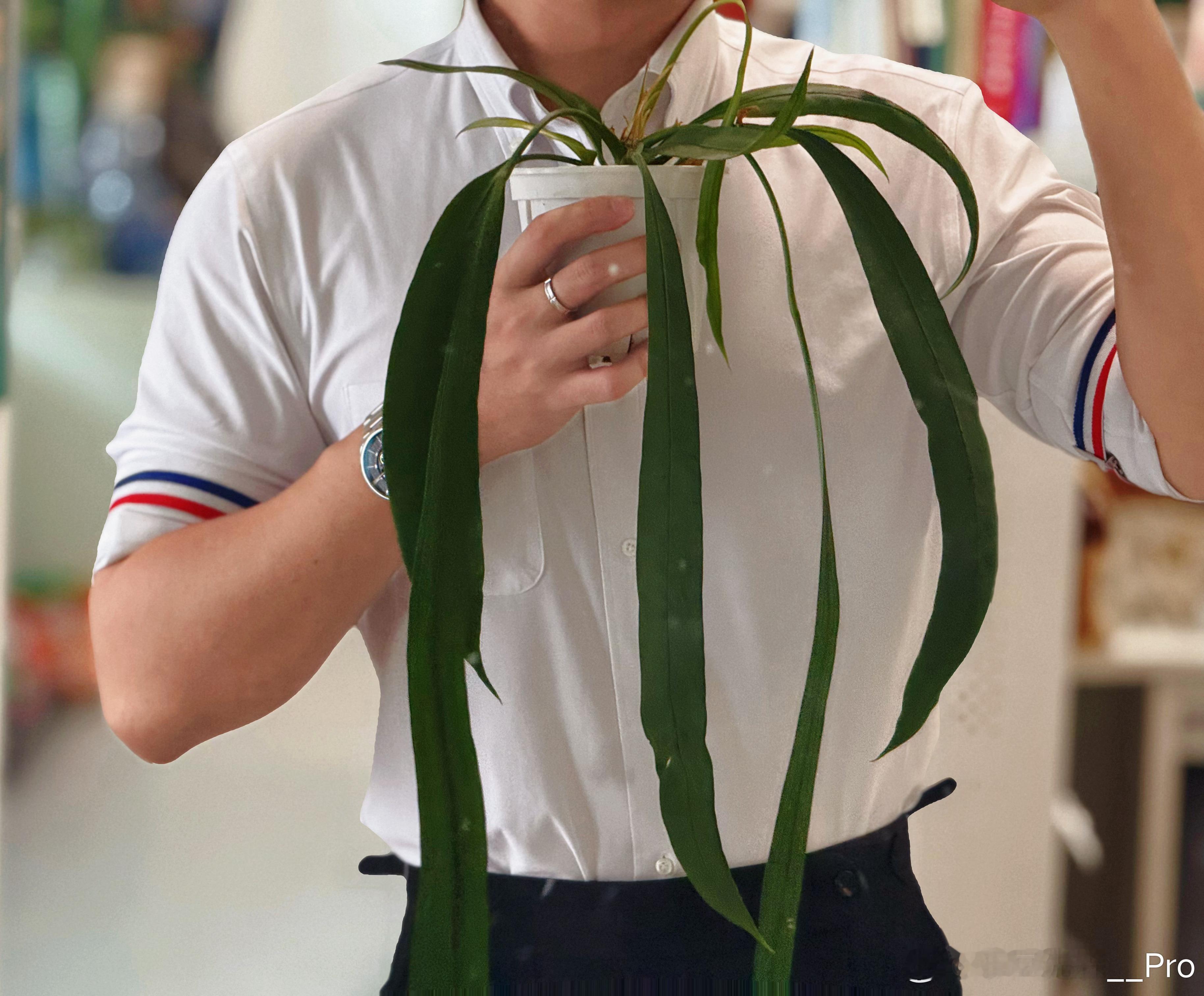 新领带，挺好看