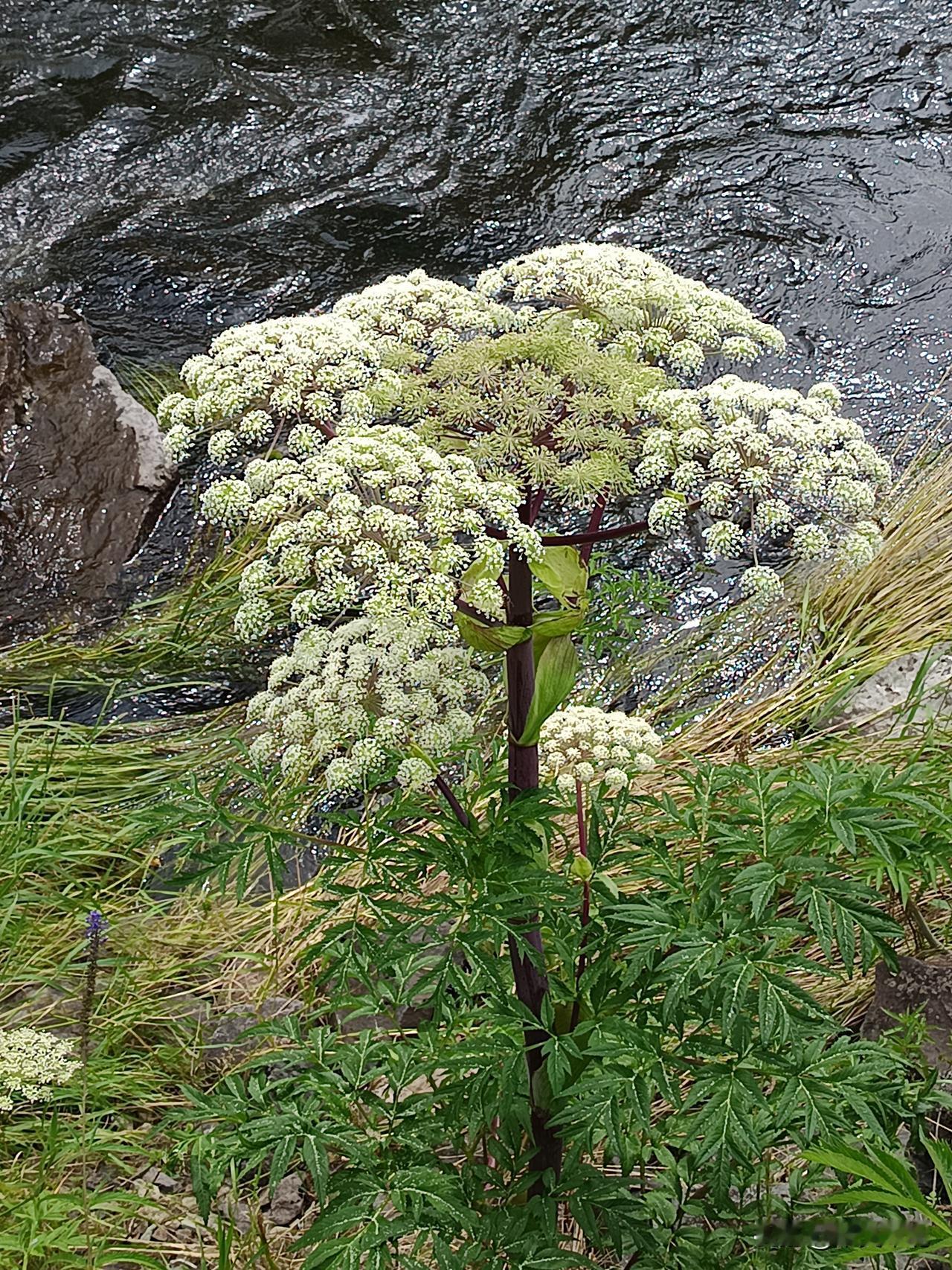黑火山岩下白芷花。
一株株生长在大兴安岭阿尔山火山岩坡边的白芷，像一把把撑开的白