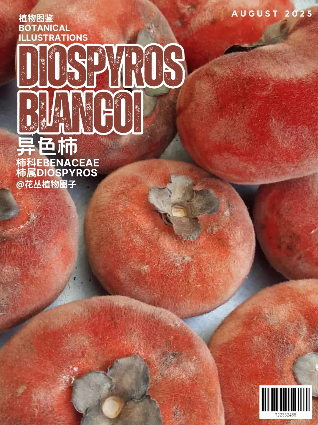 天鹅绒苹果Diospyros blancoi