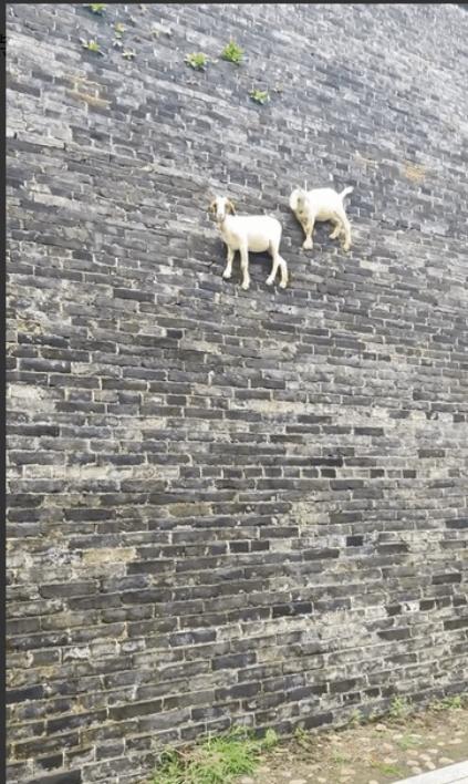 “太不可思议了”近日河南一男子在广府古城玩，无意中发现城墙上居然站着两只羊，他以