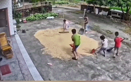 广东，一5岁小女孩独自在家，可眼看大雨将至，小女孩也深知家中院子里晾晒的粮食不能