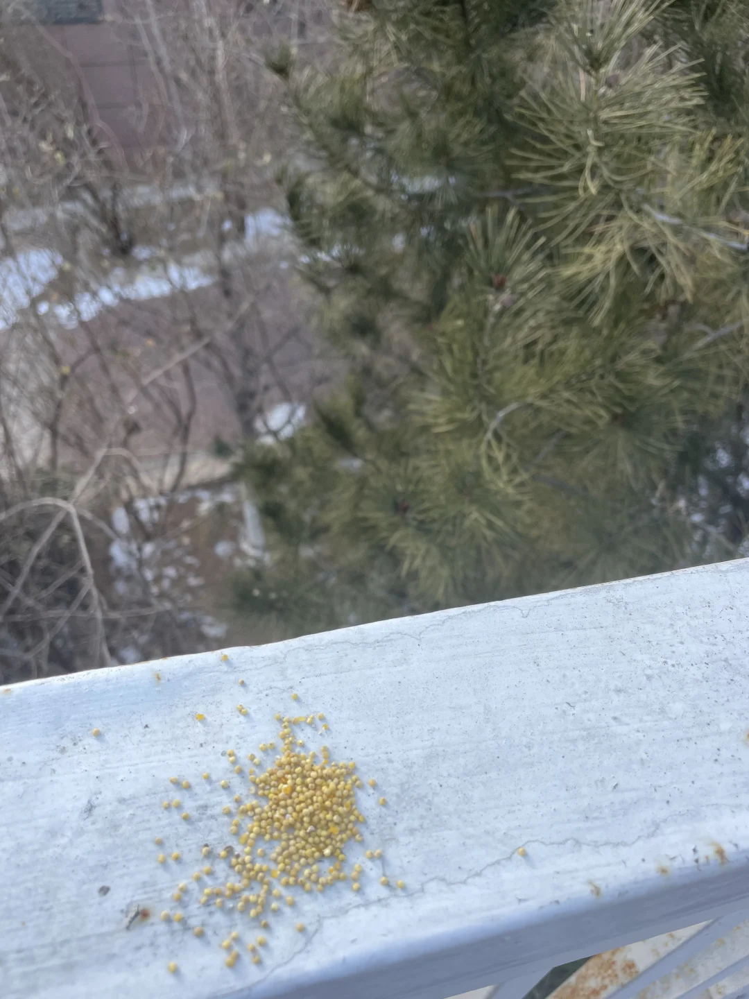 除夕给小麻雀布施，我妈说养能量要心里有爱