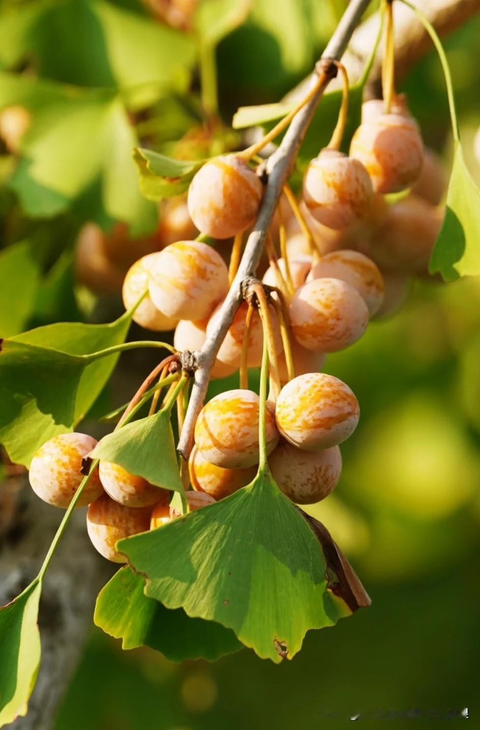 路过小区门口，发现银杏树结满果子啦！一串一串挂在枝头，黄澄澄的跟小灯笼似的，风一