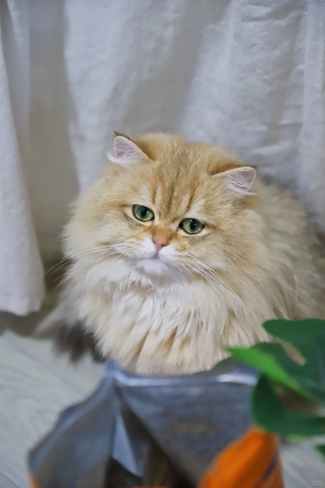 我有小猫咪可以欺负