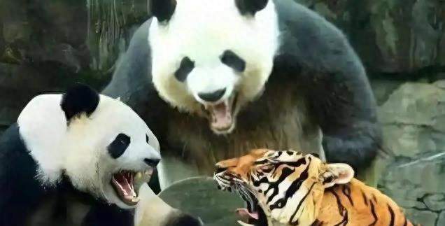大熊猫靠卖萌保命？错！它能活800万年，凭的是这身硬核实力