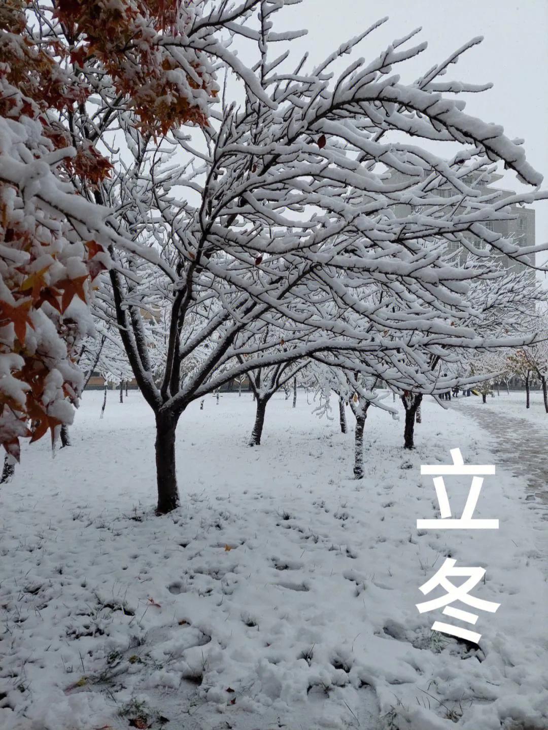 立冬冷不冷，看看老祖宗怎么说：
立冬无雨一冬晴，立冬有雨一冬淋。
立冬落雨会烂冬