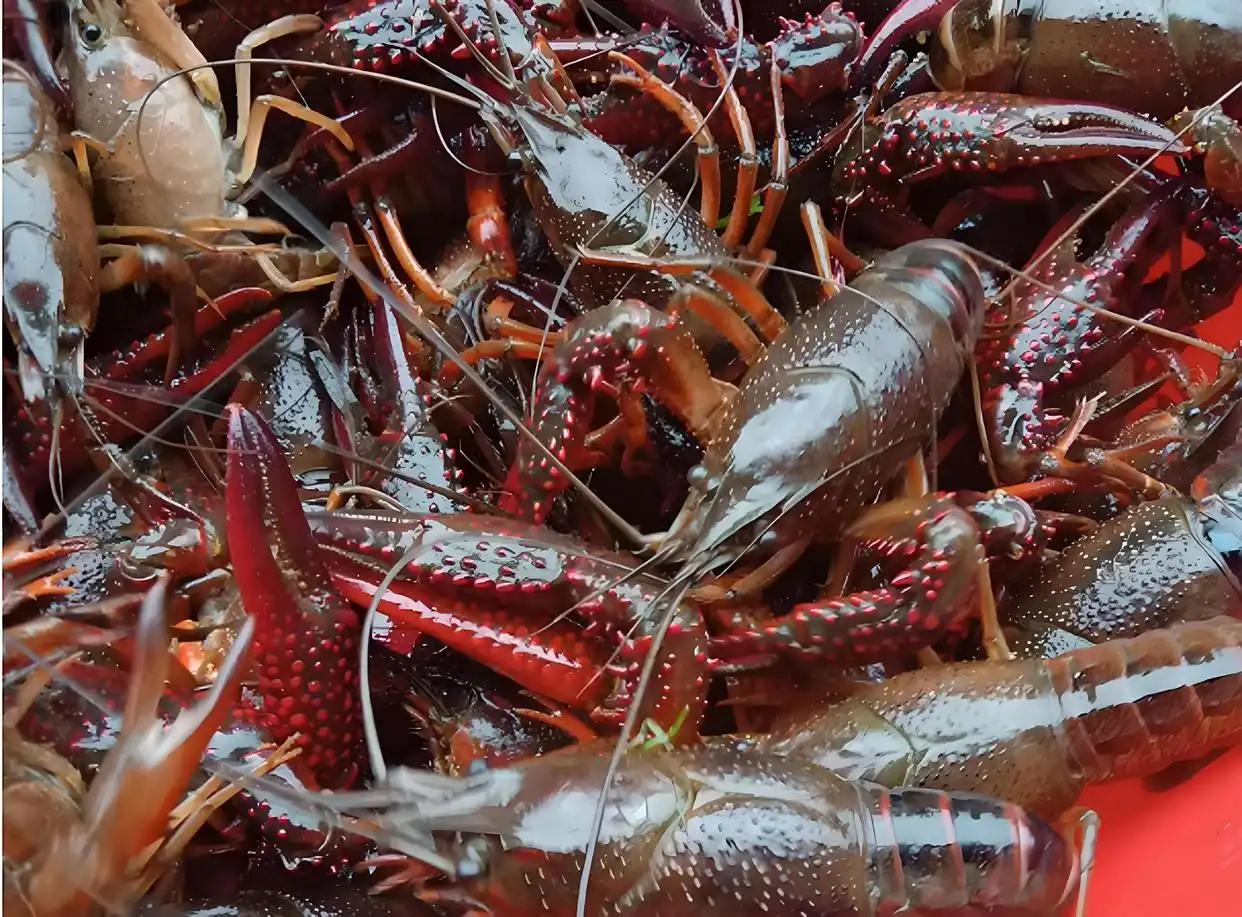 如此肮脏的小龙虾，究竟为何能被搬上餐桌，资本充当了什么角色?

每到夏日，街头巷