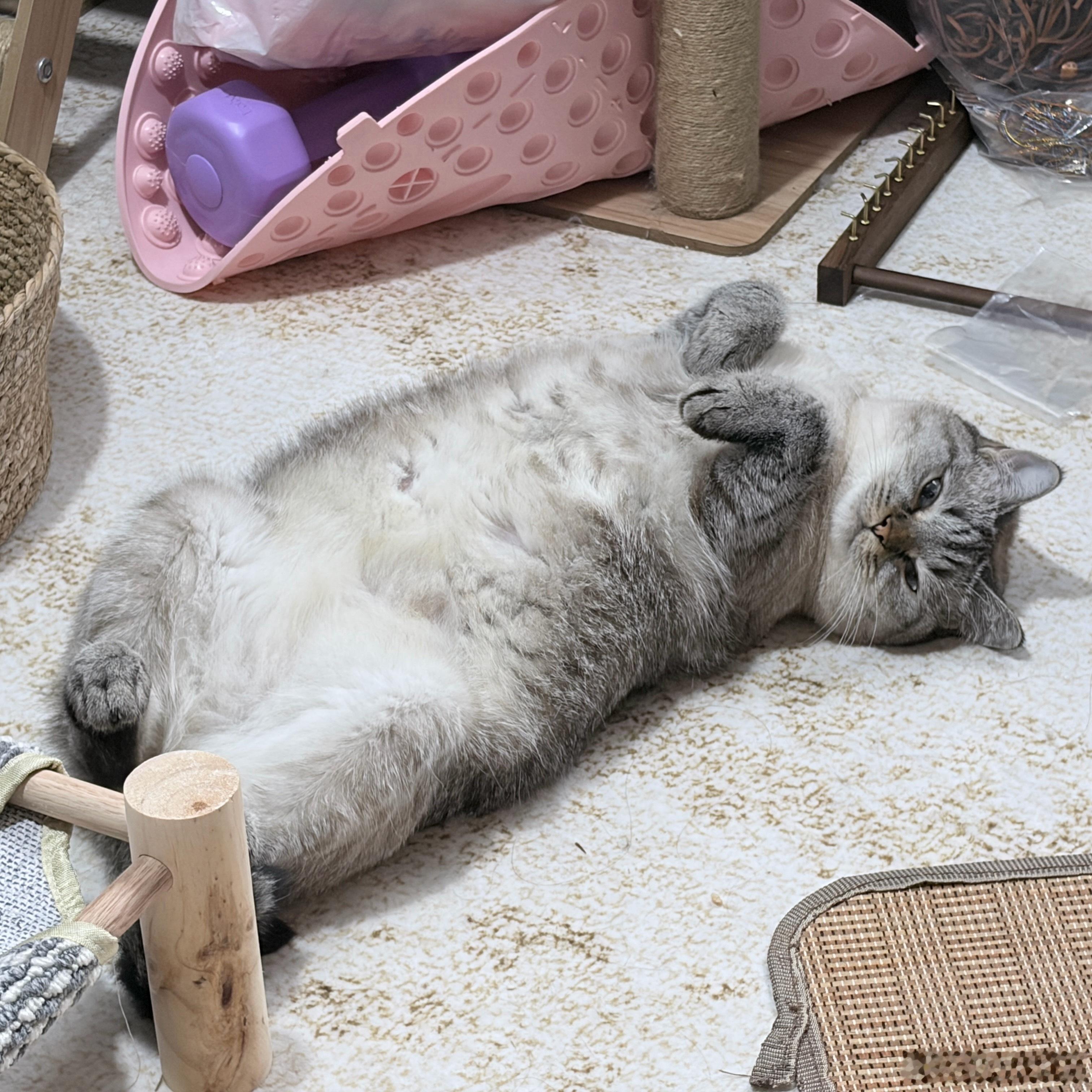好可爱的猫奥迪太可爱了，每天就位陪我男友打游戏🎮甜甜也是，每天准时迎接我们下班
