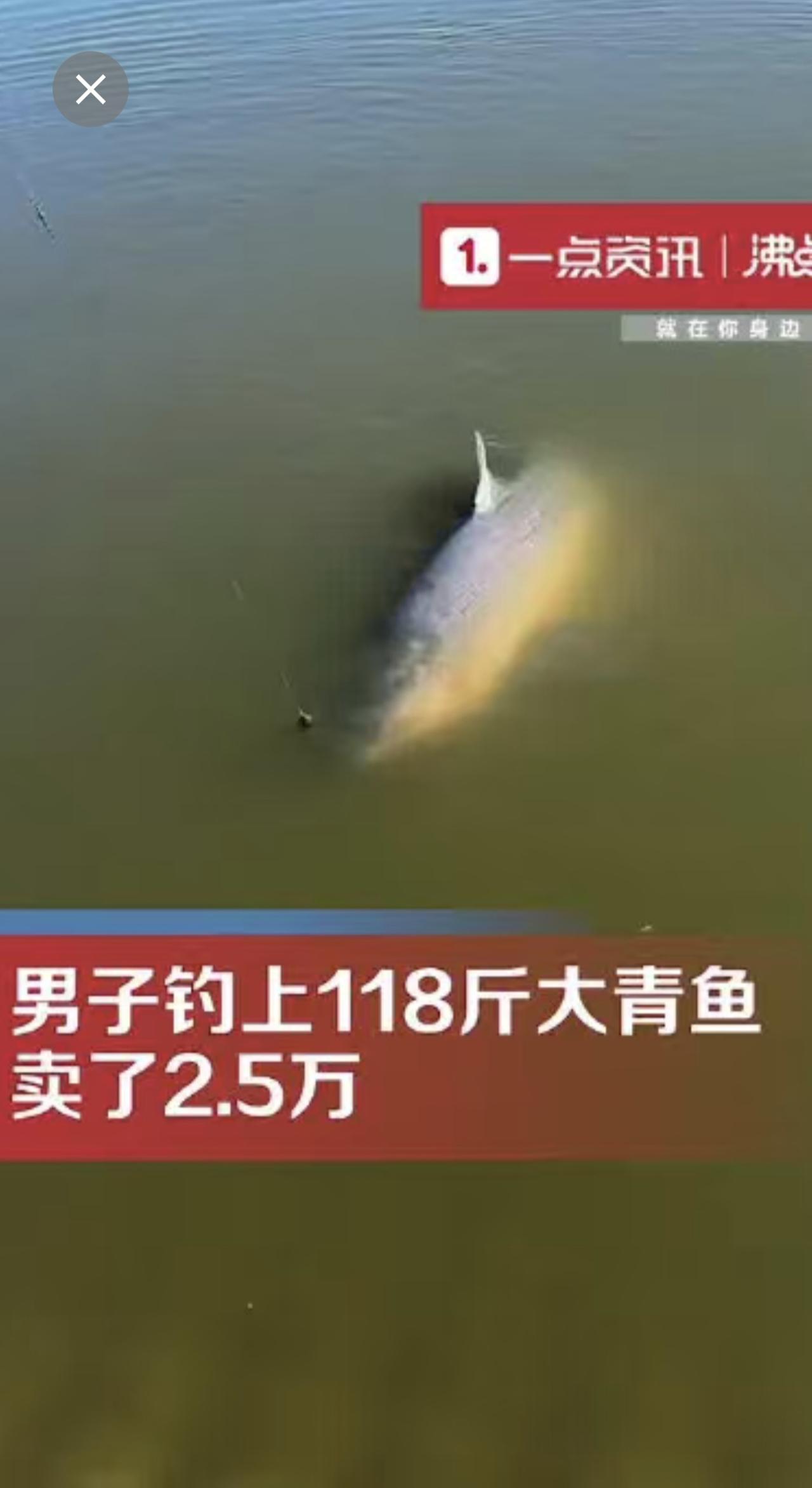 男子钓上118斤大青鱼 鱼卖2.5万元 青鱼石留作纪念 松原 本地新闻 点击关注