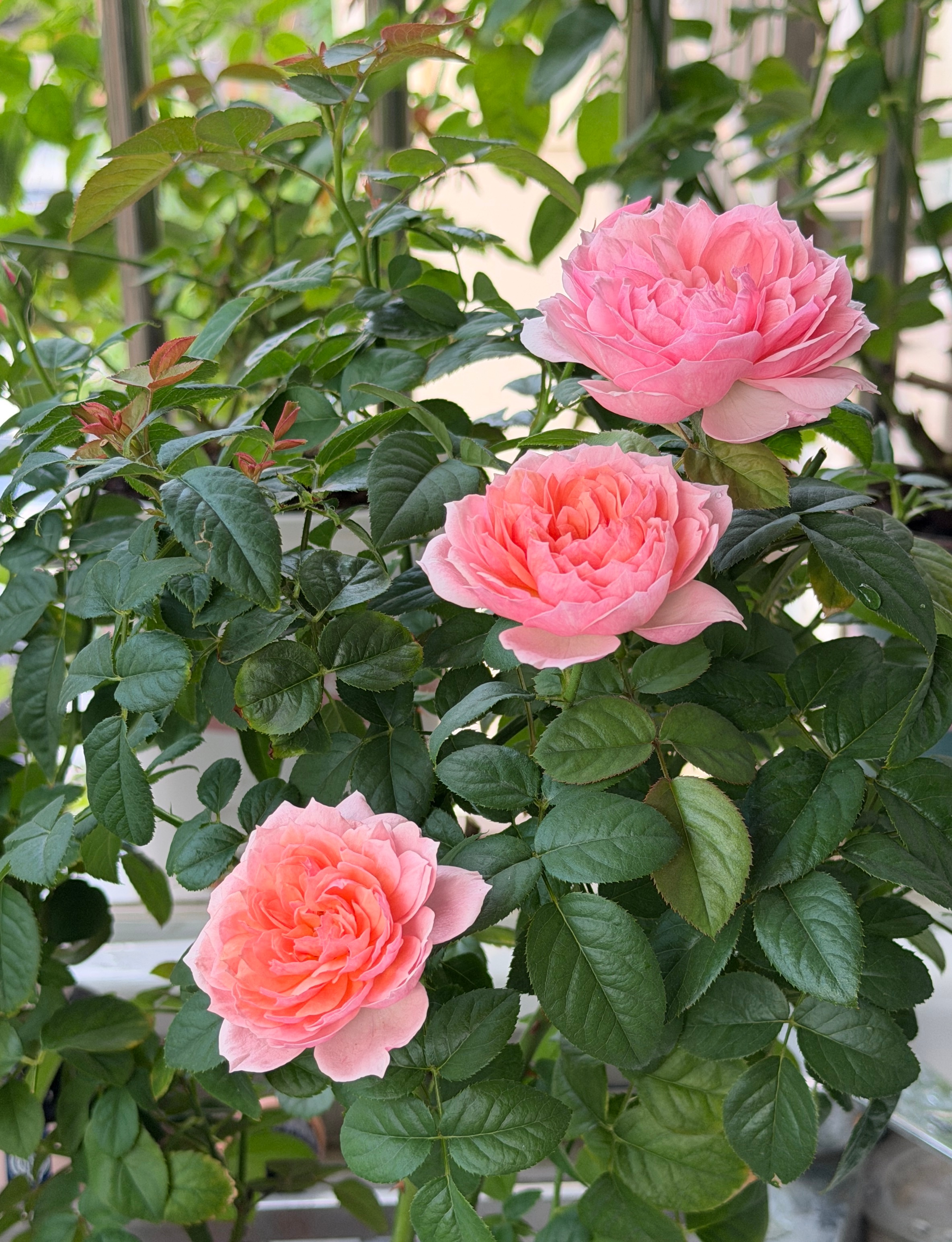 新的花花是金丝雀，浓香