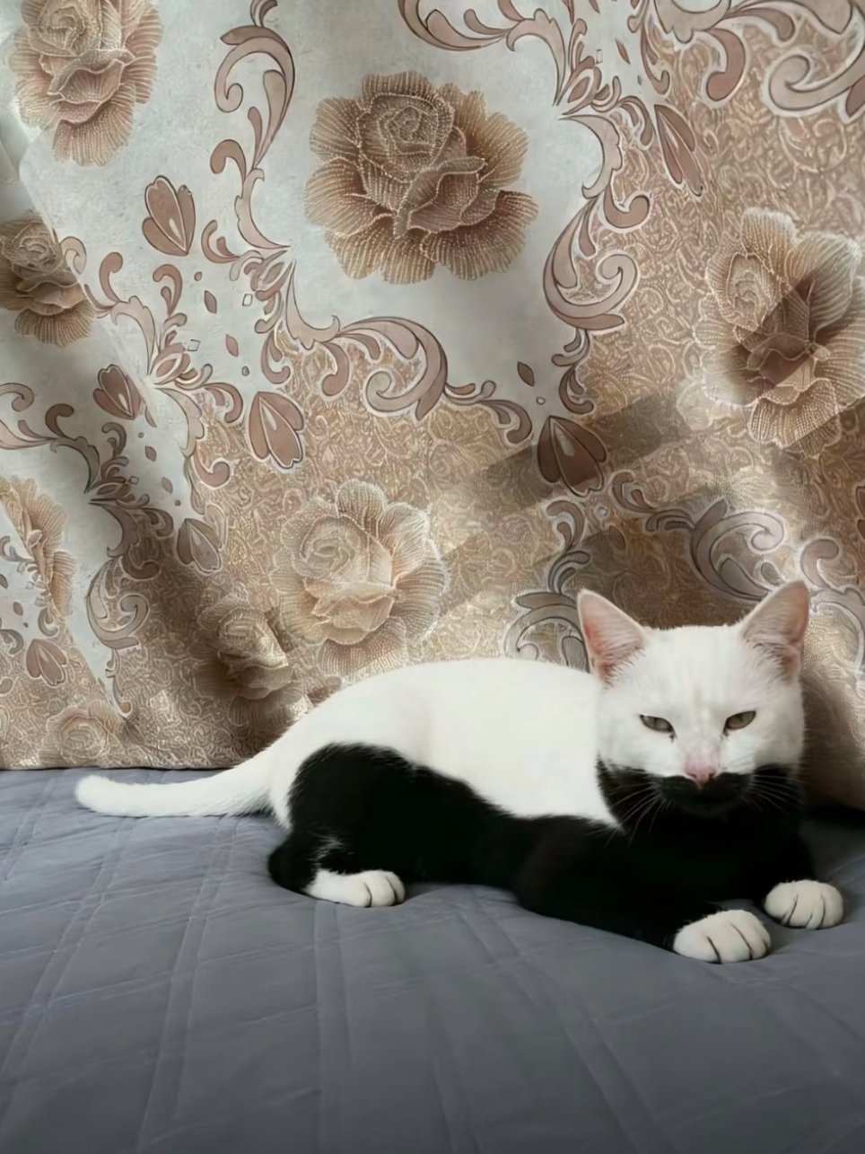 第一次见上奶下牛的奶牛猫