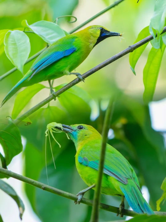 治愈系小鸟捕食瞬间