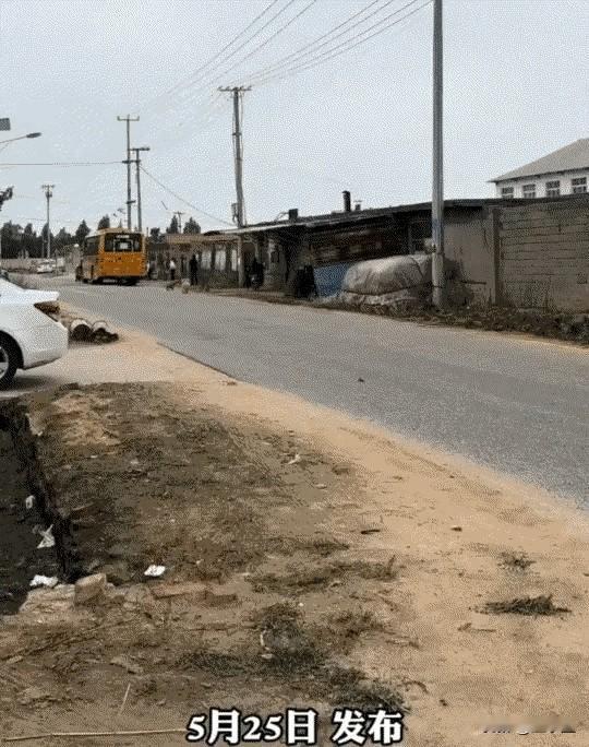 一群田园犬准时等校车，只为接小主人回家

谁能拒绝这么温柔的双向治愈！近日，山东