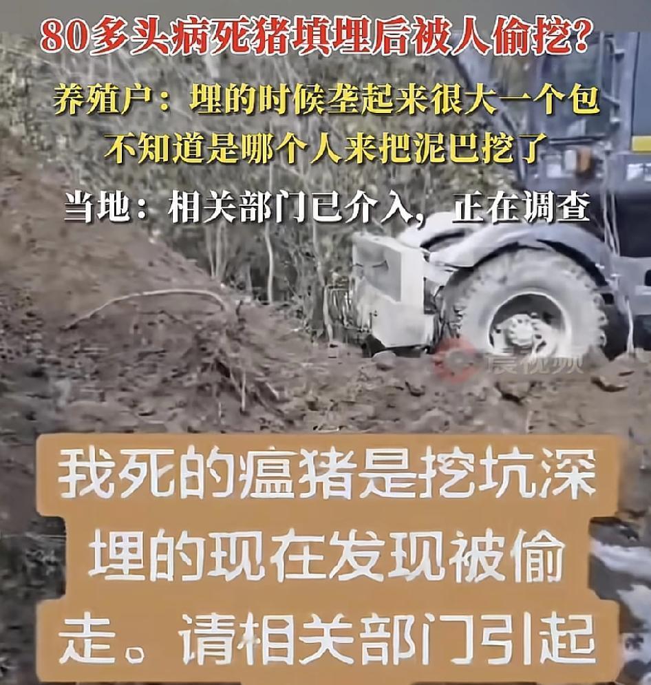 重庆一位网友称，今年月初，他家十几头小猪因为得了猪瘟，自己挖了深坑，全部填埋，但