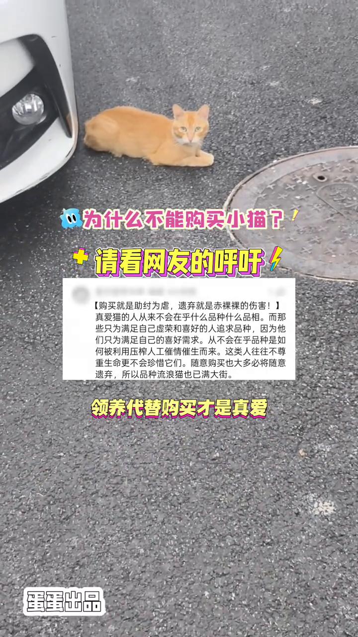 为什么不能购买小猫？请看网友的呼吁。
购买就是助纣为虐，遗弃就是赤裸裸的伤害。真