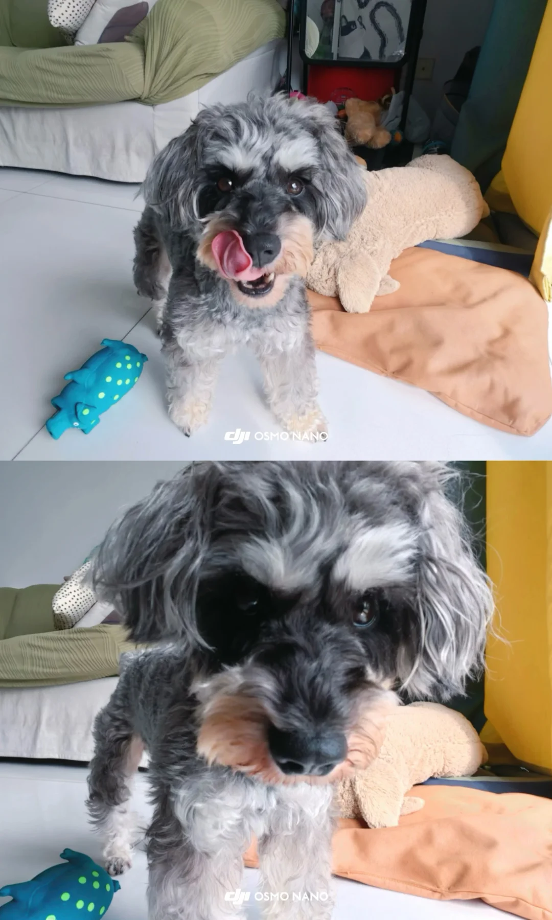 🐶：麻麻说我可爱就要多拍照