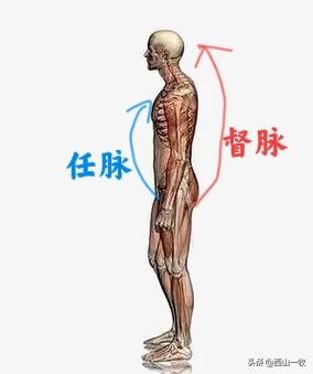 如果说人的身体前胸、后背有阴阳之分，你是不是觉得前面是阳、背后是阴？恭喜你，答错
