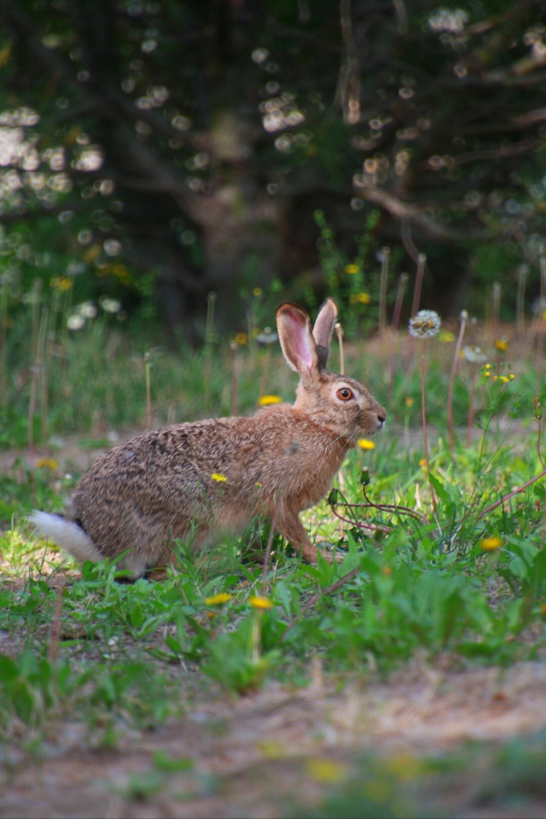 🐇家人们！今天的奇妙生物圈 科普小课堂开课啦！主角是大自然中灵动又神秘的“草丛