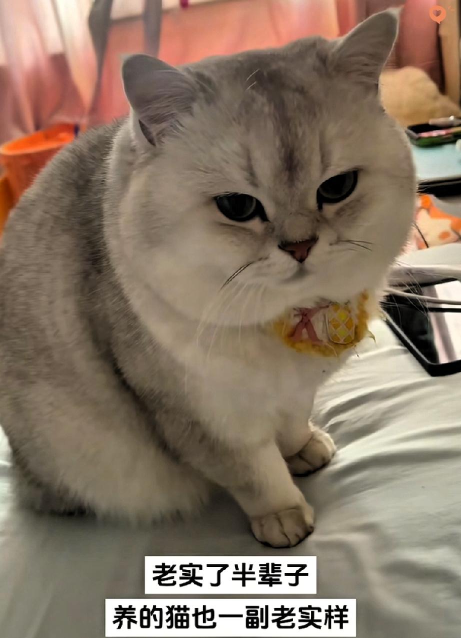笑死！
原来养猫真的会养出“同款性格”！

湖北女子吐槽自己老实半辈子，养的猫居