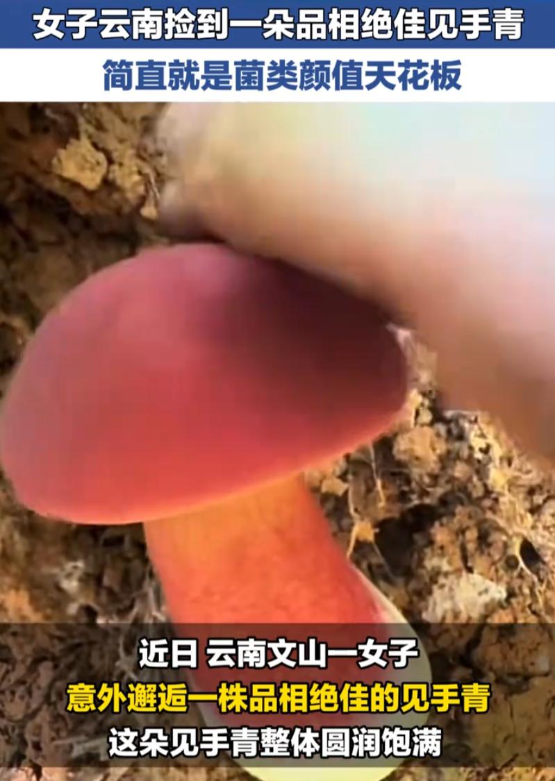 赚大了！云南，一女子在野外捡到了一朵颜值极高见手青，因其品相绝佳，外形饱满，色泽