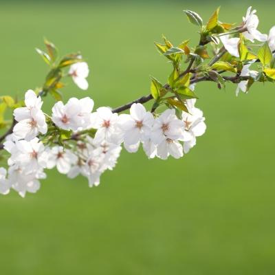 描写春天美好景色的四个字词语有哪些？