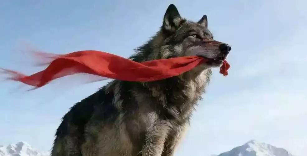 一条普通的红腰带，却在危机四伏的草原上，被一条狼珍藏了整整七年……

最近反复看