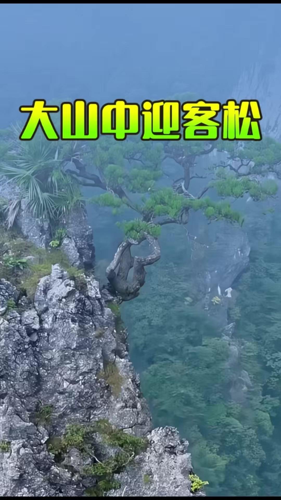 大山绝壁之上，一株迎客松苍劲挺拔。它不恋沃土，立根破岩，以石为壤，无惧干旱与风霜