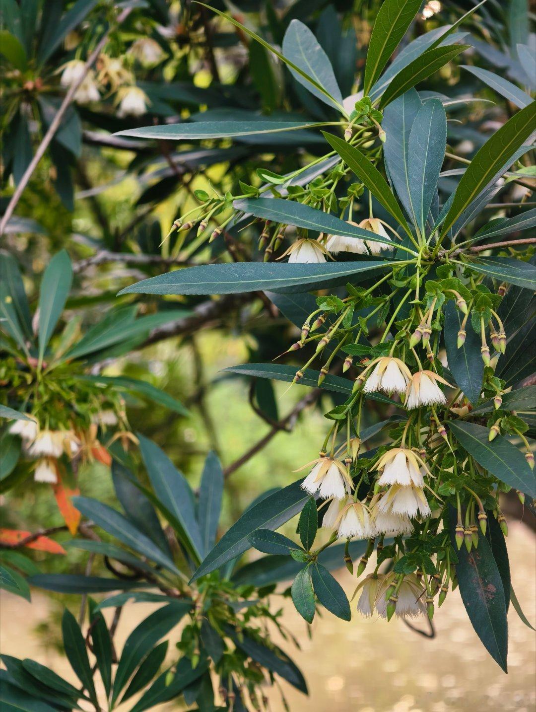 生态中山 盛夏水盈，小荷初绽 中山·中山树木园