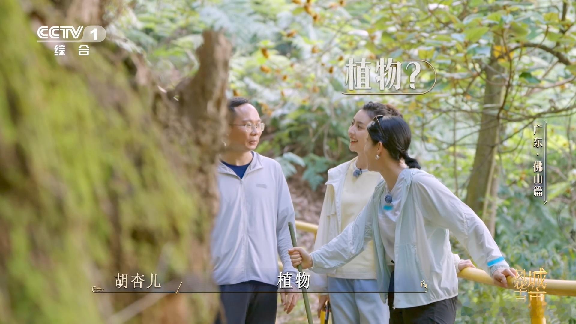 金毛狗是一种植物佛山在荒山种1000多万株树荒山复绿千万株，林下培育金毛狗，一边