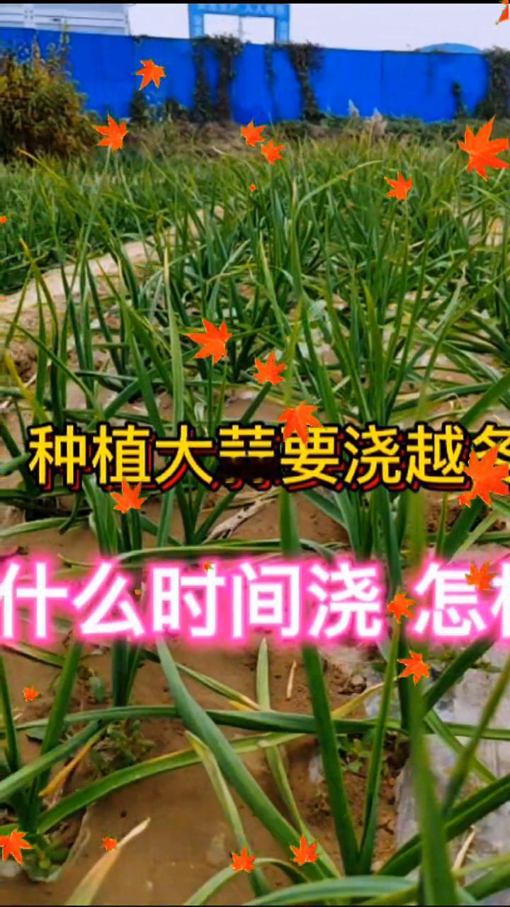 洋葱苗移栽后生长管理五。
亲爱的朋友们大家好！种植大蒜要浇越冬，什么时间浇怎样。