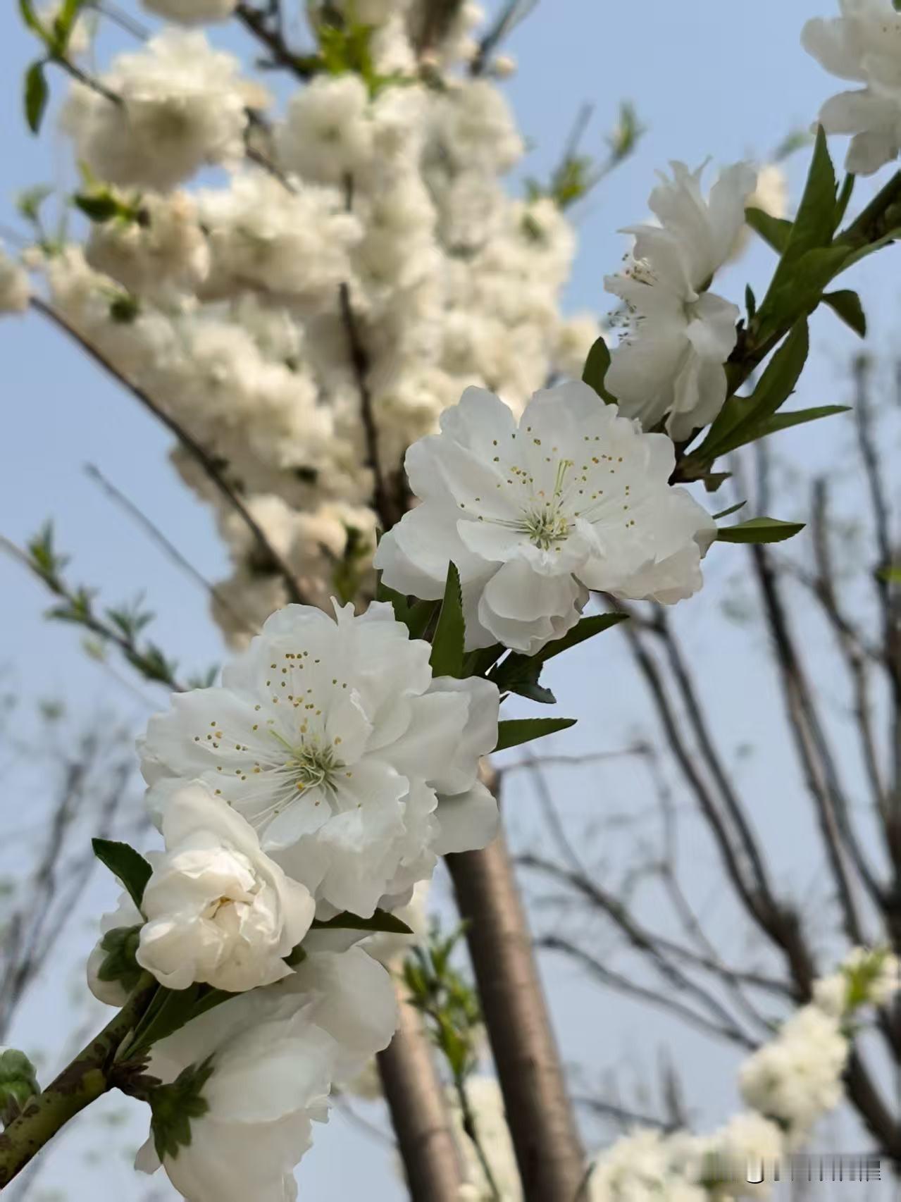 在津南的海河生态绿道那，看见几树白碧桃，桃花的品种太多了，见过很多，白碧桃还很少