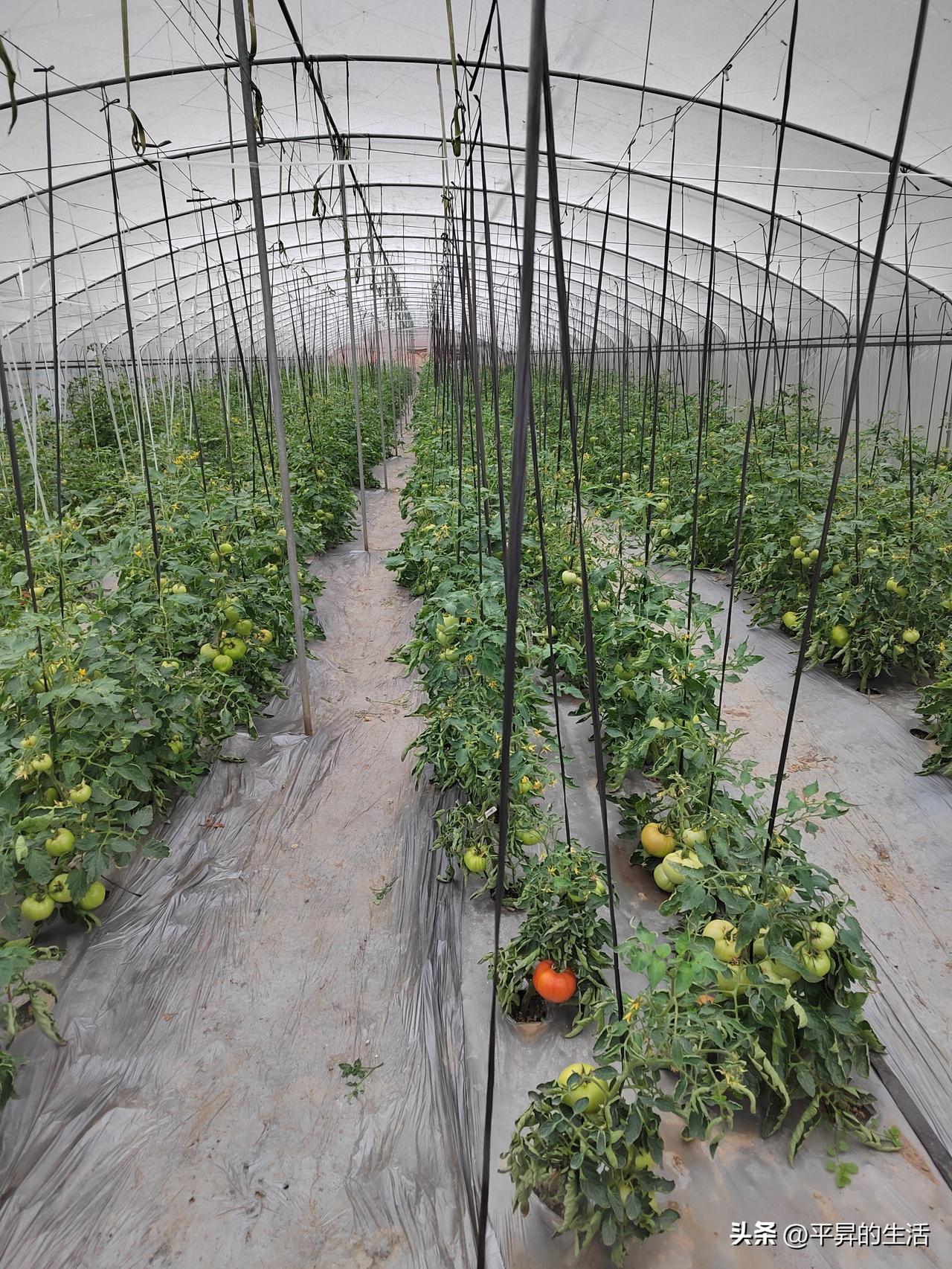 晒图笔记大赛在繁华喧嚣的城市之外，有一片宁静而又充满生机的土地——农村。那里有着